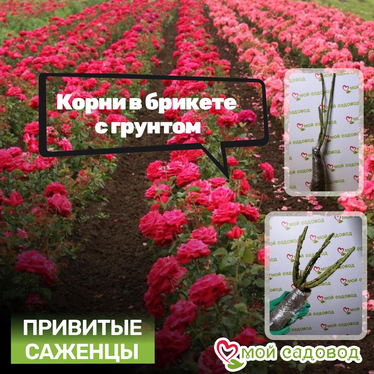 Роза Кассандра